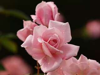 Obraz premium 滴を付けたピンクの薔薇