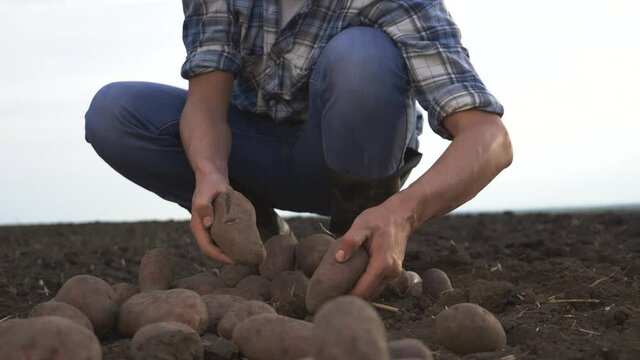 Tubers of new potatoes lie in a plowed field. The farmer sorts and collects potato tubers with his hands and puts them in a box. Growing organic products without preservatives