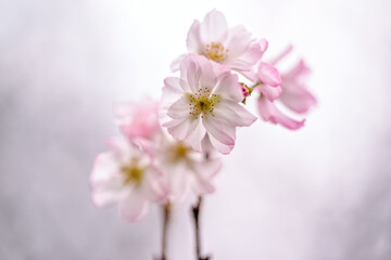 Japan - Mito  : A Cherry blossoms At Cloudy Day