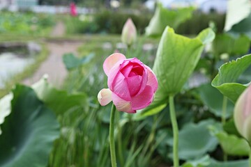 한국 경기도 시흥시 관곡지 입니다