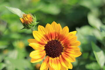 sunflower in the park  ,japan,tokyo
