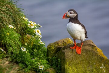 Beautiful  atlantic puffin is sitting on the edge of the cliff. Iceland.