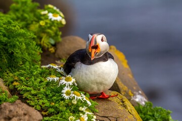 Beautiful  atlantic puffin is sitting with opened beak on the cliff edge. Iceland.