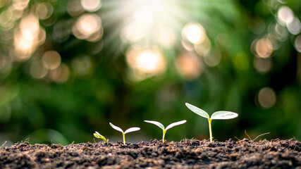 Saplings are growing from fertile soil, including the evolution of plant growth from seeds to saplings. Concept of ecology and agriculture.