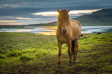 Portrait of beautiful horse grazing on green icelandic field in the evening. River is on the background.