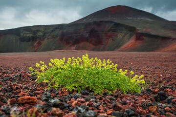 Close view of lovely flowers growing on red volcanic sand, gloomy dead ash-colored volcano on the...