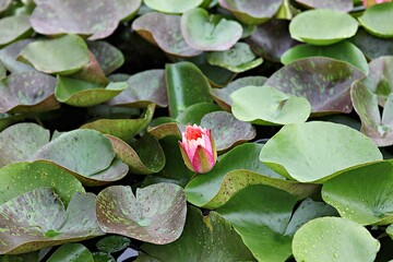 한국 경기도 시흥시 관곡지 입니다