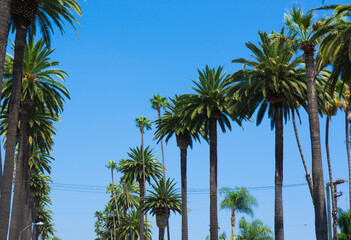 palm trees on the blue sky