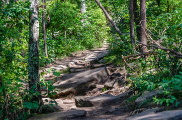 footpath in the forest, Little River Canyon National Preserve, Alabama, USA