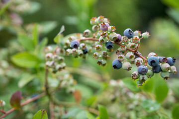 Blaubeeren am Zweig teilweise reif und teilweise noch grün