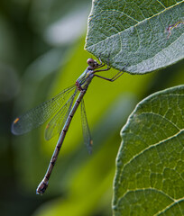 Dragonfly resting on a fig tree leaf.