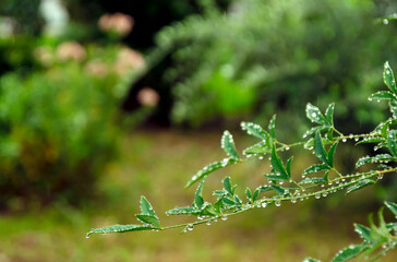 水玉と緑色のテクスチャー