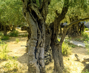 Old olive tree located in Gethsemane Garden in Jerusalem, Israel.