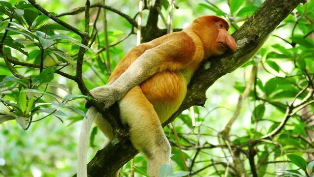 An alpha male proboscis monkey (Nasalis larvatus) lying on tree, Tarakan, Indnesia