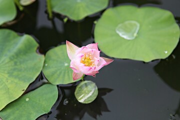 한국 경기도 시흥시 관곡지 입니다