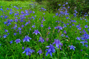 Obraz premium AGUILEÑA COMUN (Aquilegia vulgaris L.) (European columbine, Common columbine, Granny's nightcap, Granny's bonnet)