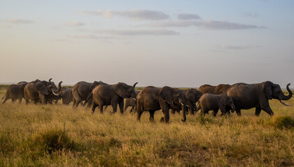 Fototapeta na wymiar herd of elephants,amboseli national park,matriach leading a herd
