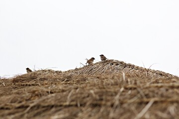 한국 경기도 시흥시 관곡지 입니다