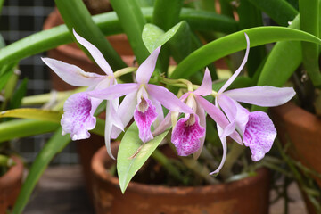 Cattleya orchid in the garden.