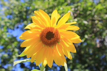 yellow flower on blue background