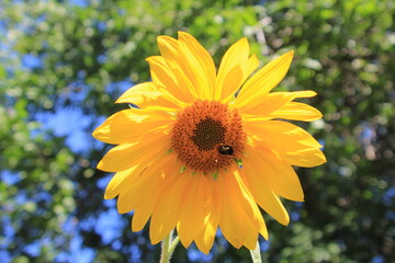 yellow flowers in the garden