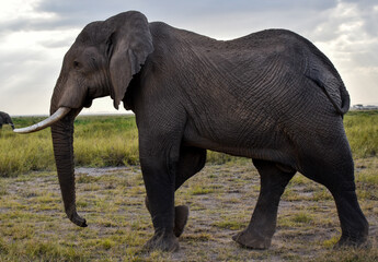 Obraz premium african elephant,amboseli,