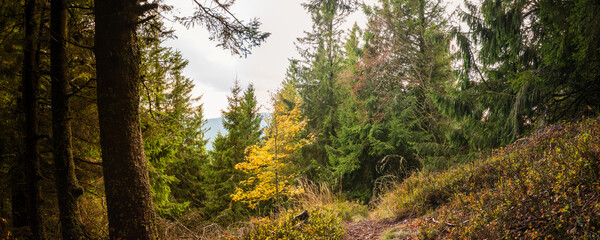 Randonnée sur les sentiers vosgiens, Vosges, Alsace, Haut-Rhin, France