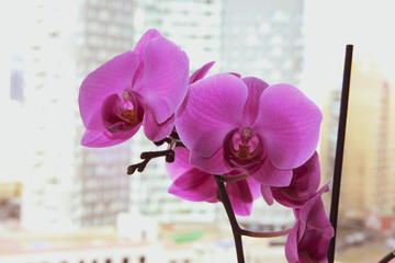 orchid on the window