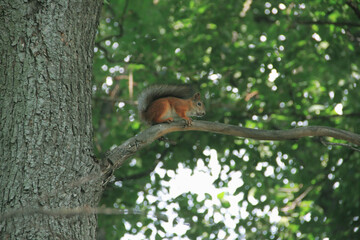 squirrel on tree