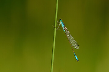  Große Pechlibelle (Ischnura elegans)