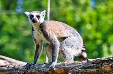 Madagascar Maki family jumping from tree to tree