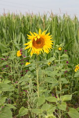 Sonnenblume vor dem Maisfeld bei Sonnenschein und blauen Himmel
