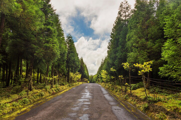 Empty road is leading through beautiful forest on the island of Sao Miguel,