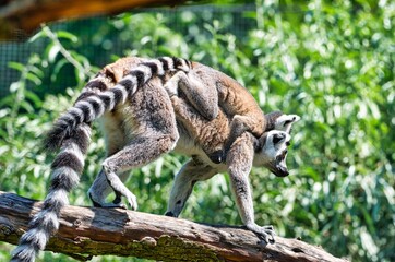 Madagascar Maki family jumping from tree to tree