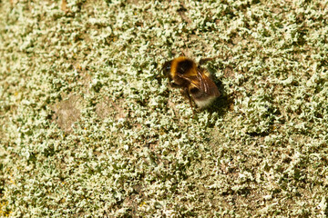 Obraz premium Gartenhummel (Bombus hortorum) an einem Baum