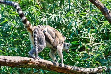 Madagascar Maki family jumping from tree to tree