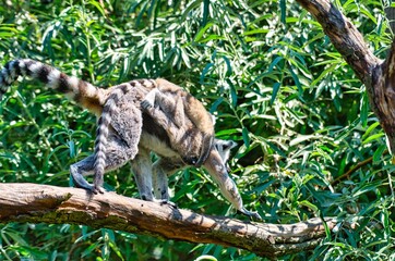 Madagascar Maki family jumping from tree to tree