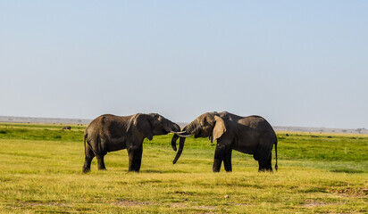 Naklejka premium african elephants,amboseli,