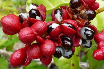 Wild guarana shrubs with fruits (Paullinia cupana) growing on the edge of the rainforest near...