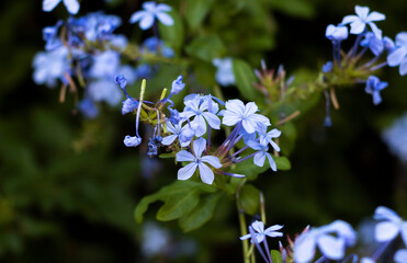 plumbago flowers