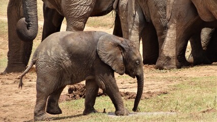 Baby and Herd of African Elephants, Etosha, Namibia