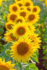 Obraz premium Many sunflower flowers are in full bloom. The field is sown with oilseeds - sunflower.