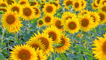 Fototapeta na wymiar Many sunflower flowers are in full bloom. The field is sown with oilseeds - sunflower.