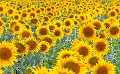 Many sunflower flowers are in full bloom. The field is sown with oilseeds - sunflower.