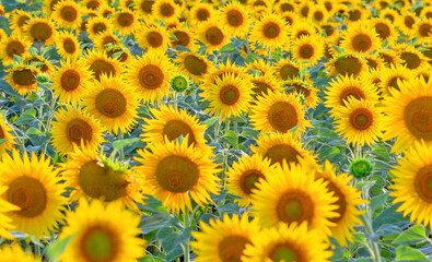 Obraz premium Many sunflower flowers are in full bloom. The field is sown with oilseeds - sunflower.