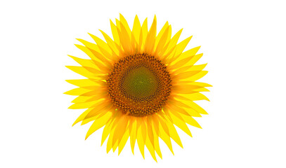 Obraz premium Sunflower flower isolate on a white background.