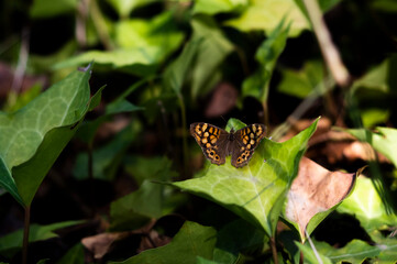 butterfly on a leaf