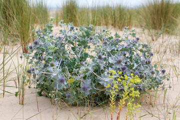 Sea Holly Eryngium maritimum - growing wild in sand dunes on the Gower coastline. The sea holly is a beautiful and easily recognisable coastal plant, with blue/green spiky leaves and blue flowers.