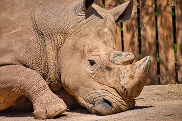 Obraz premium Rhinoceros resting in the sun