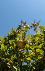 pomegranate on a tree